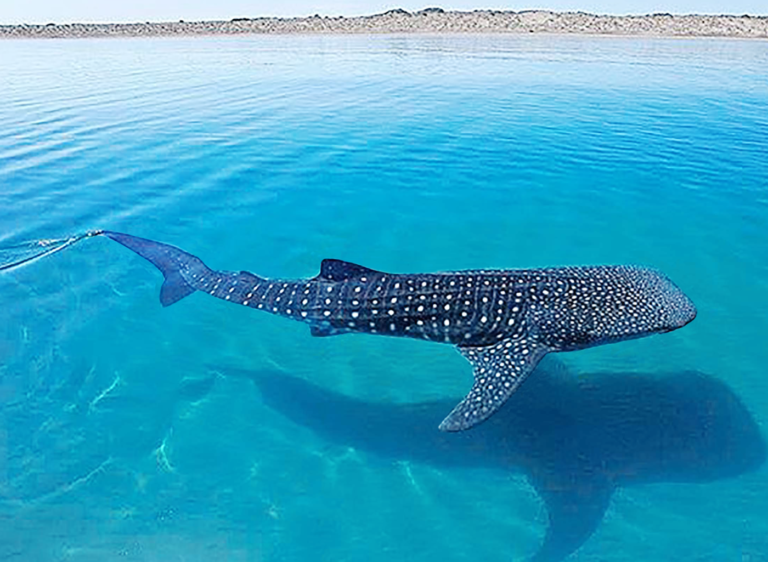 Snorkeling and Scuba Diving .. Whalesharks in the Sea of Cortez with Tailhunter Tours, La Paz, Baja Sur
