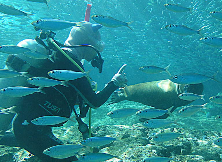 Scuba Diving in the Sea of Cortez with Tailhunter Tours, La Paz, Baja Sur