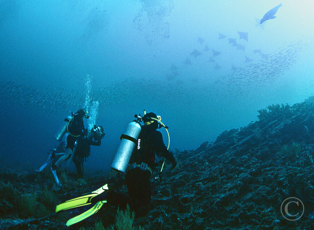 Sea of Cortez Scuba Diving Charters with Tailhunter Tours, La Paz - Baja