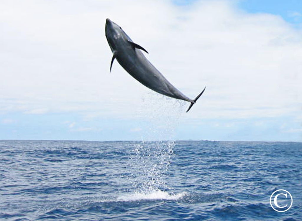 Sea of Cortez Animal Encounters - Tailhunter Tours, La Paz