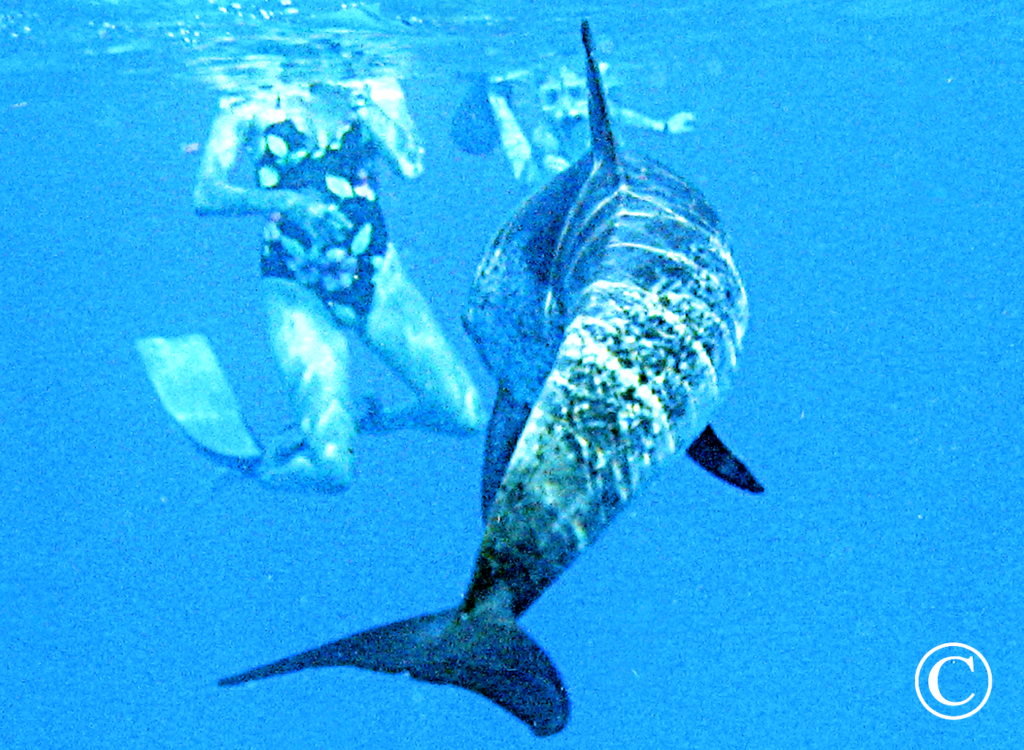 Sea of Cortez Family Adveture Tours - Tailhunter Tours, La Paz - Baja California....Aqua Graphics Underwater Photography