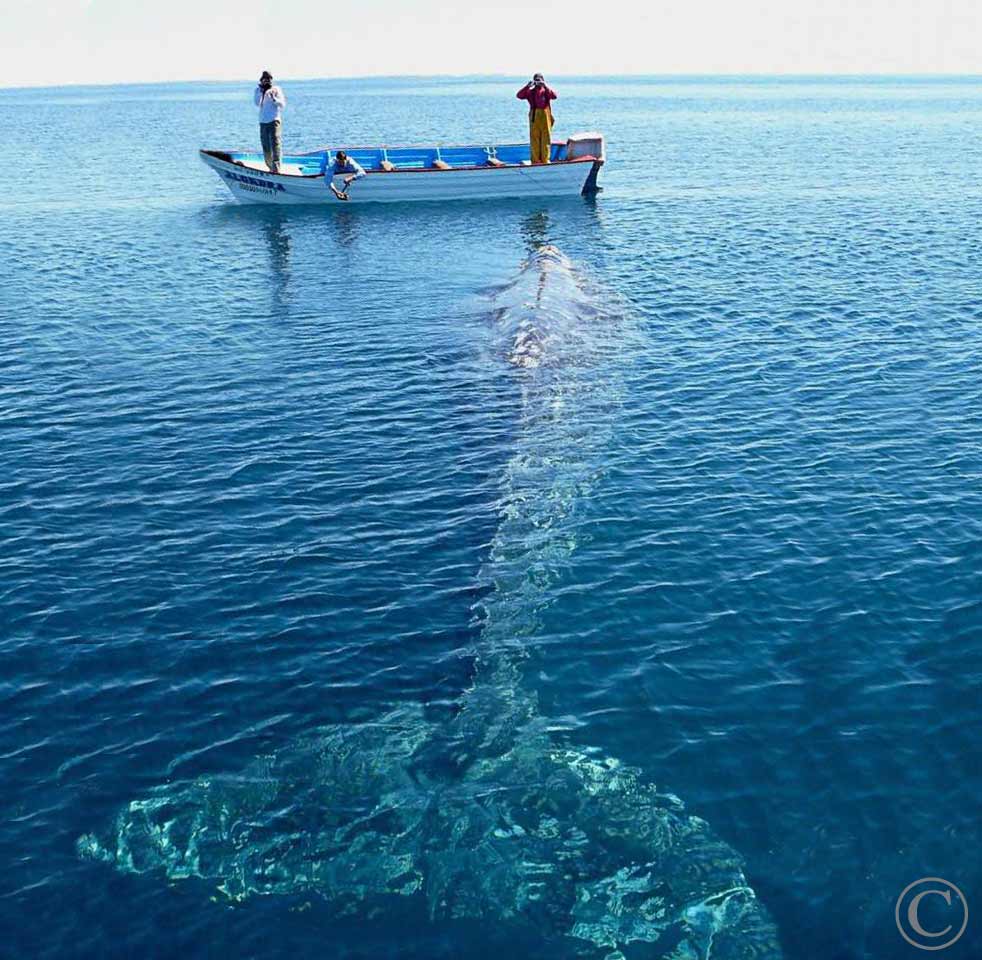 Baja Whale Watching Tours with Tailhunter International, La Paz Mexico - Baja Mexico